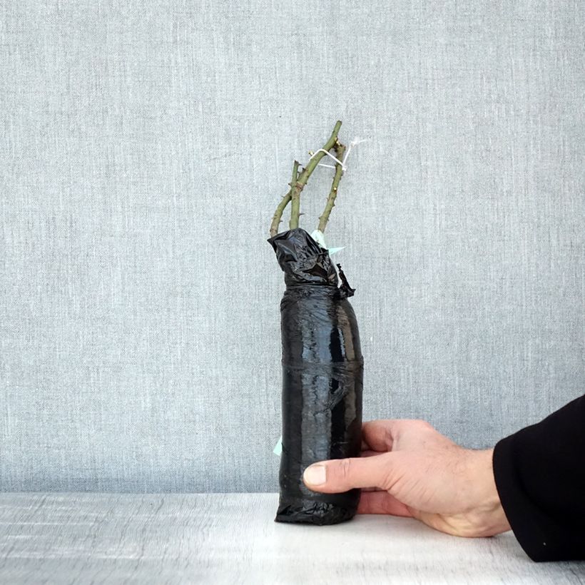 Example of Rosier ancien Pénélope Racines nues en motte as you get in hiver