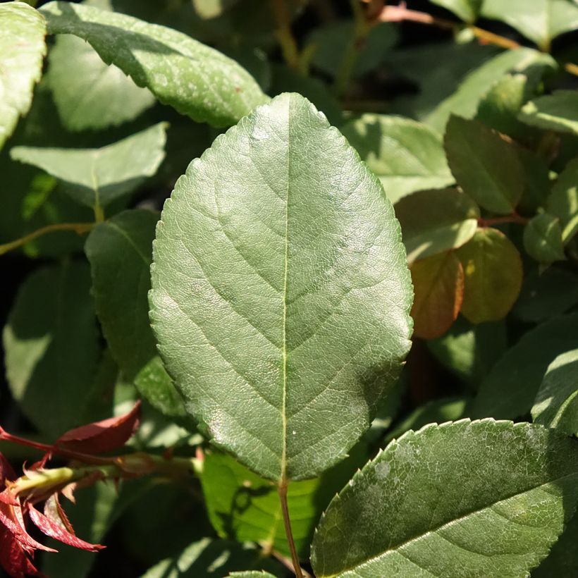 Rosier ancien Perle d'or (Feuillage)