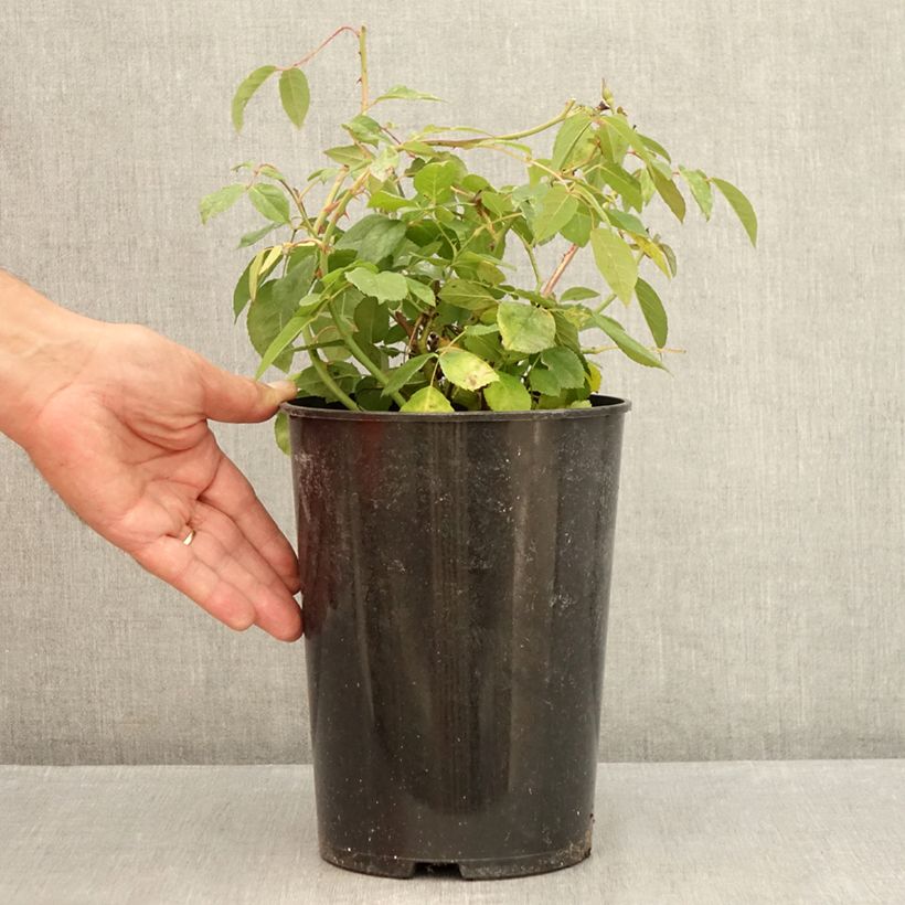 Spécimen de Rosier ancien Perle d'or Pot de 4L/5L tel que livré en été