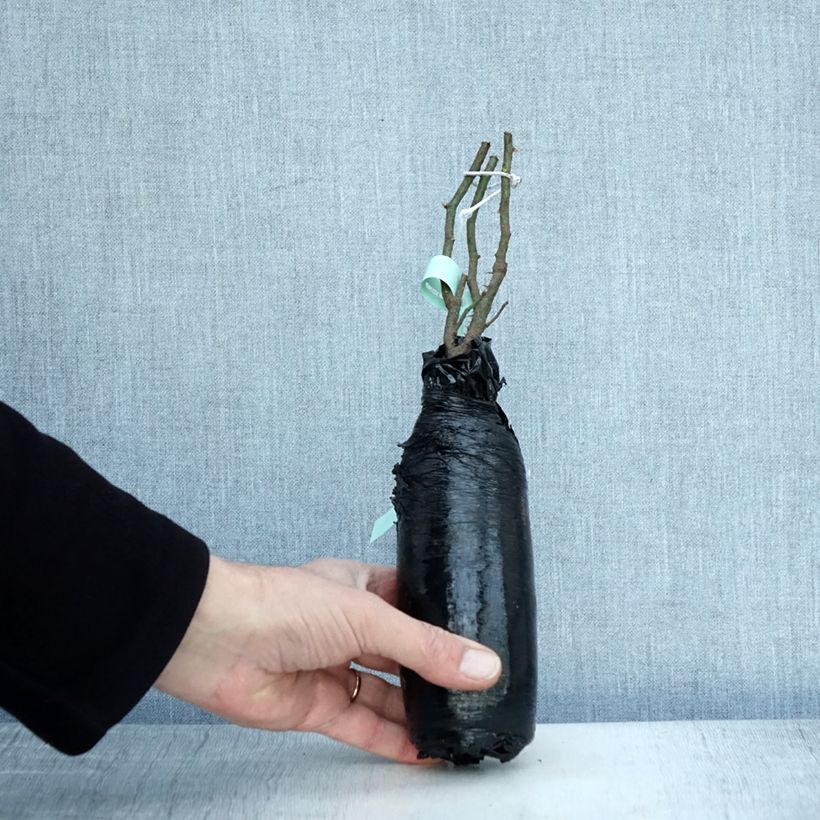 Spécimen de Rosier ancien Raubritter Racines nues en motte tel que livré en hiver