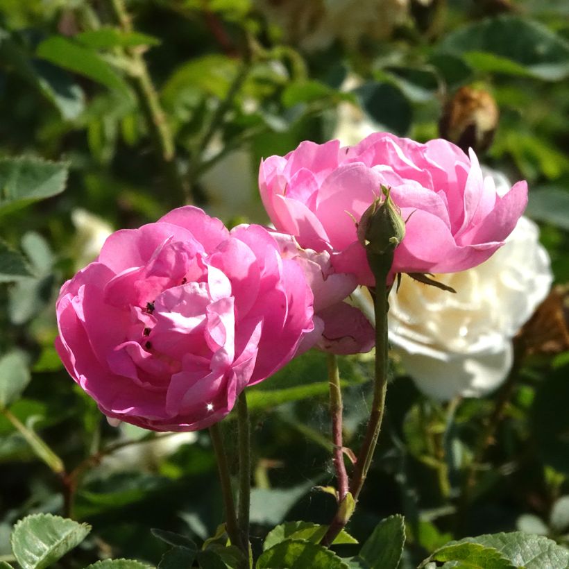 Rosier ancien Raubritter (Floraison)