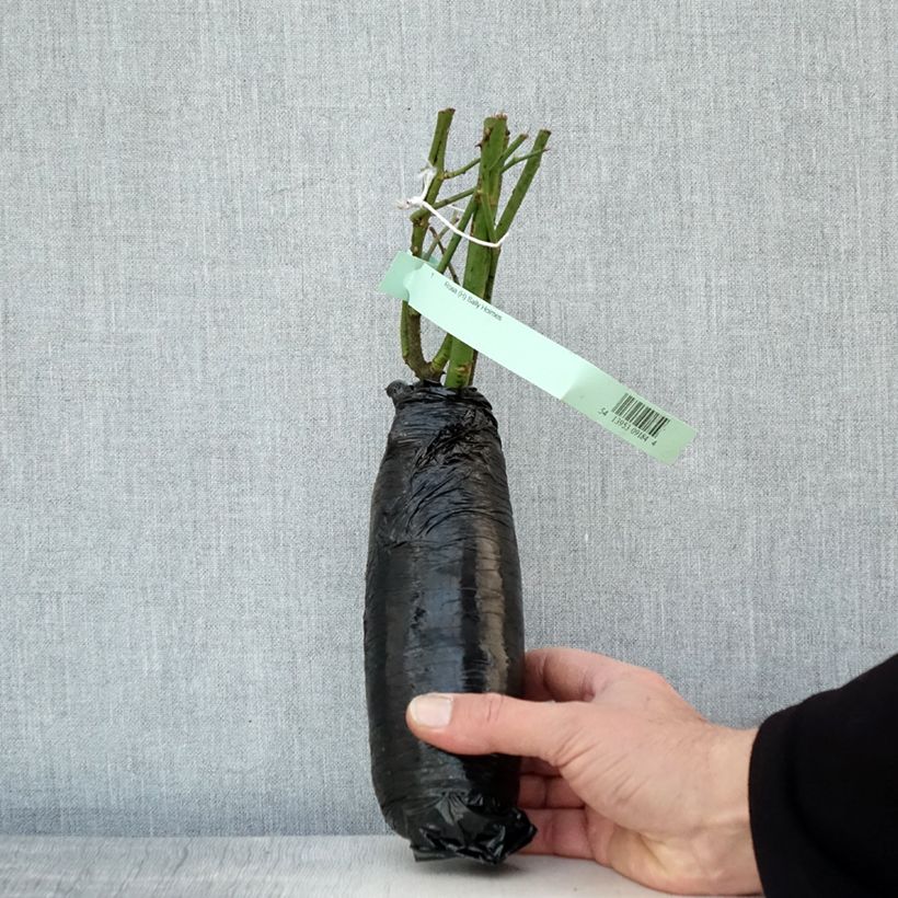 Spécimen de Rosier ancien Sally Holmes Racines nues en motte tel que livré en hiver