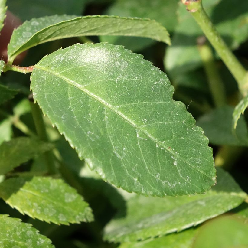 Rosier ancien Sally Holmes (Feuillage)