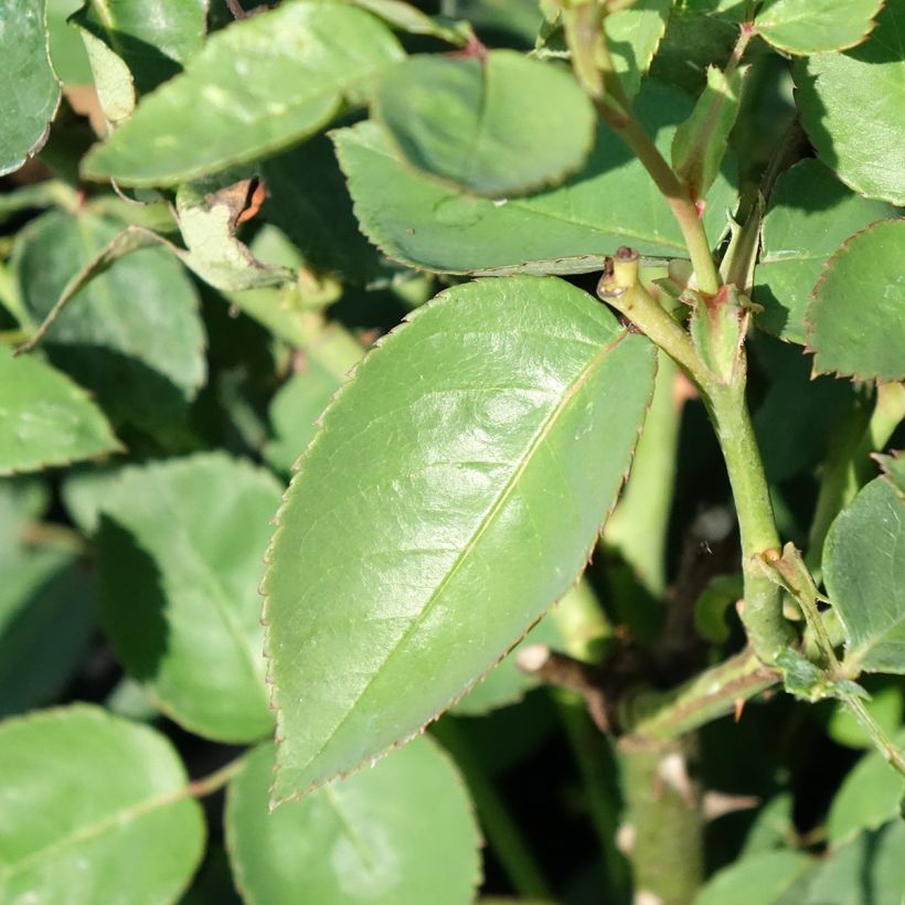 Rosier ancien Souvenir de la Malmaison (Foliage)