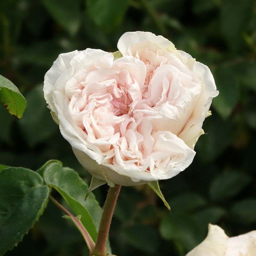 Rosier ancien Souvenir de la Malmaison (Floraison)