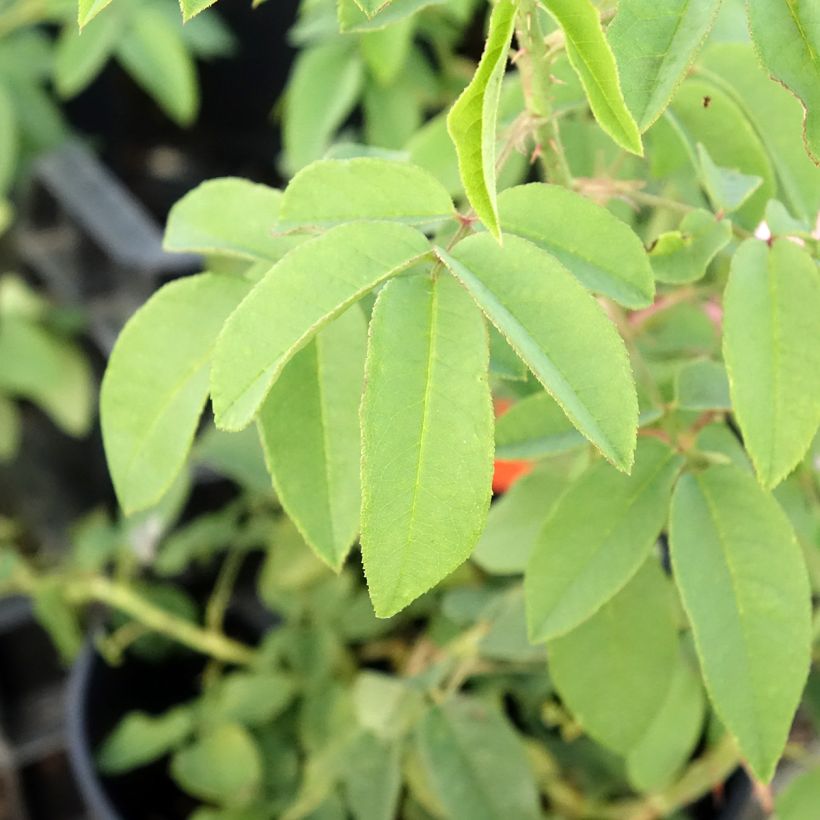 Rosier ancien Variegata di Bologna (Foliage)