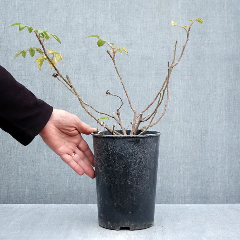 Spécimen de Rosier ancien William Lobb Pot de 4L/5L tel que livré en automne