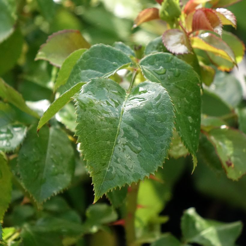 Rosier anglais English Legend Hyde Park (Feuillage)