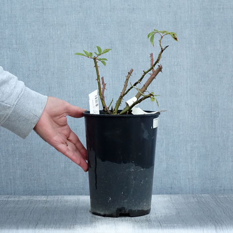 Spécimen de Rosier arbustif Alden Biesen Pot de 4L/5L tel que livré en automne