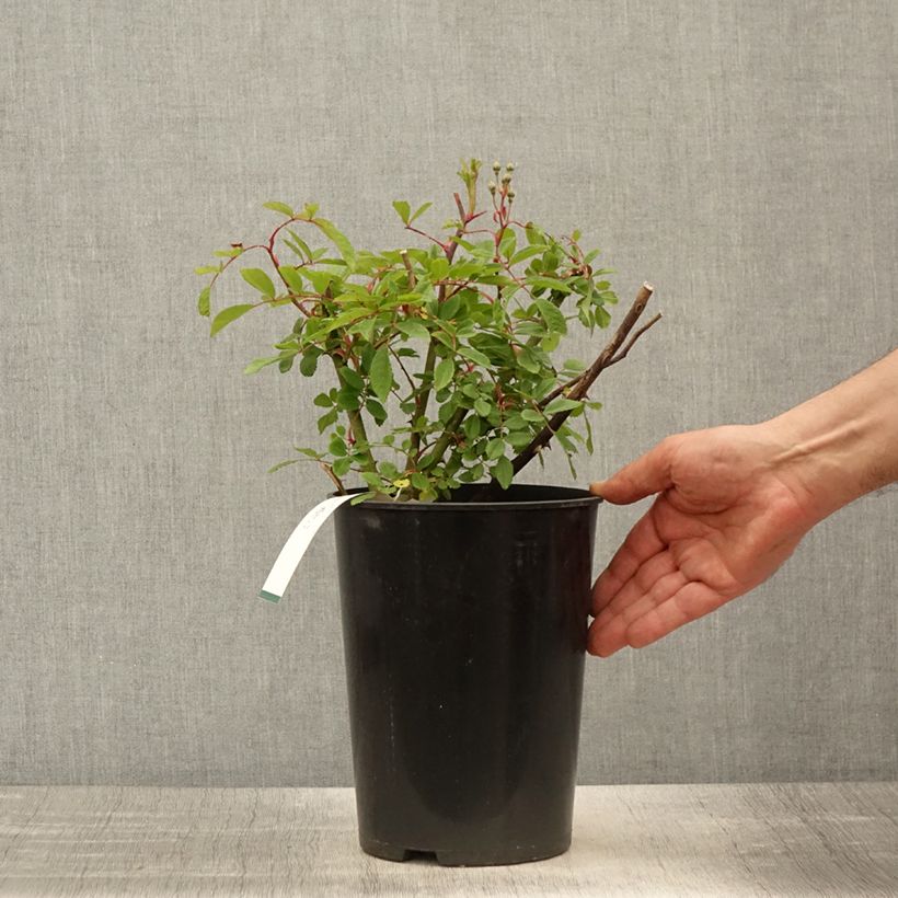 Spécimen de Rosier arbustif Alden Biesen Pot de 4L/5L tel que livré au printemps