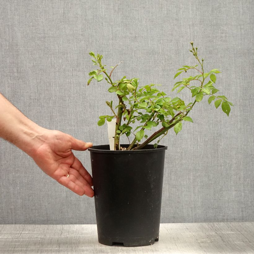 Spécimen de Rosier arbustif Allevia Pot de 4L/5L tel que livré au printemps