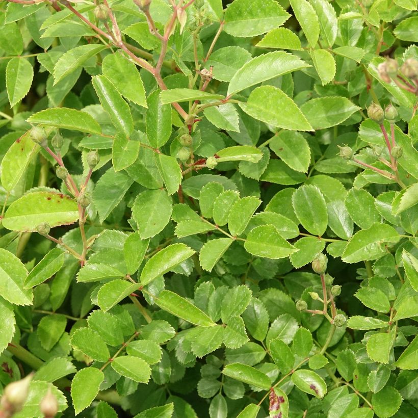 Rosier arbustif Annelies (Feuillage)