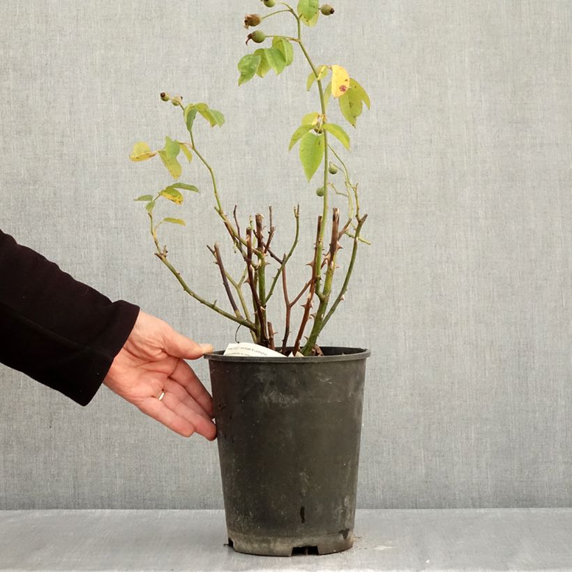 Spécimen de Rosier arbustif Apricot Bells Pot de 4L/5L tel que livré en automne