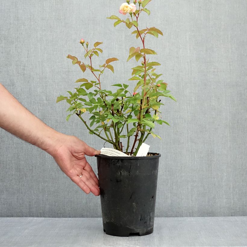 Example of Rosier arbustif Apricot Bells Pot de 4L/5L as you get in ete