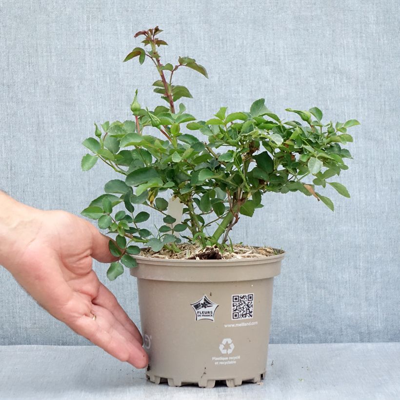 Spécimen de Rosier arbustif Blanc Meillandecor Pot de 2L/3L tel que livré en été