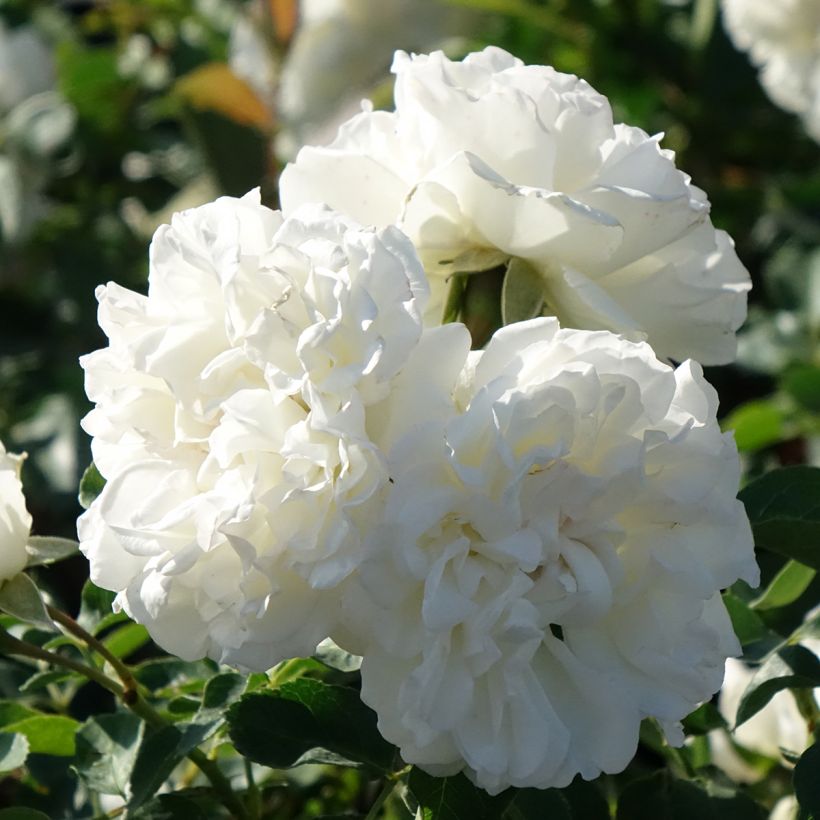 Rosier arbustif Blanc Meillandecor (Floraison)