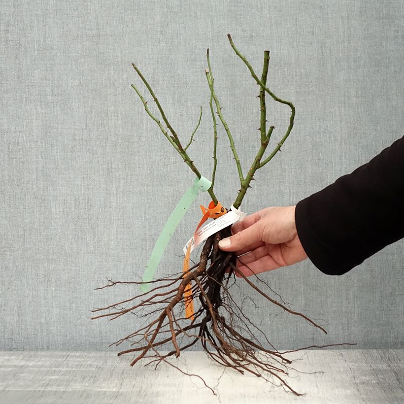 Example of Rosier arbustif Bonica Racines nues as you get in hiver