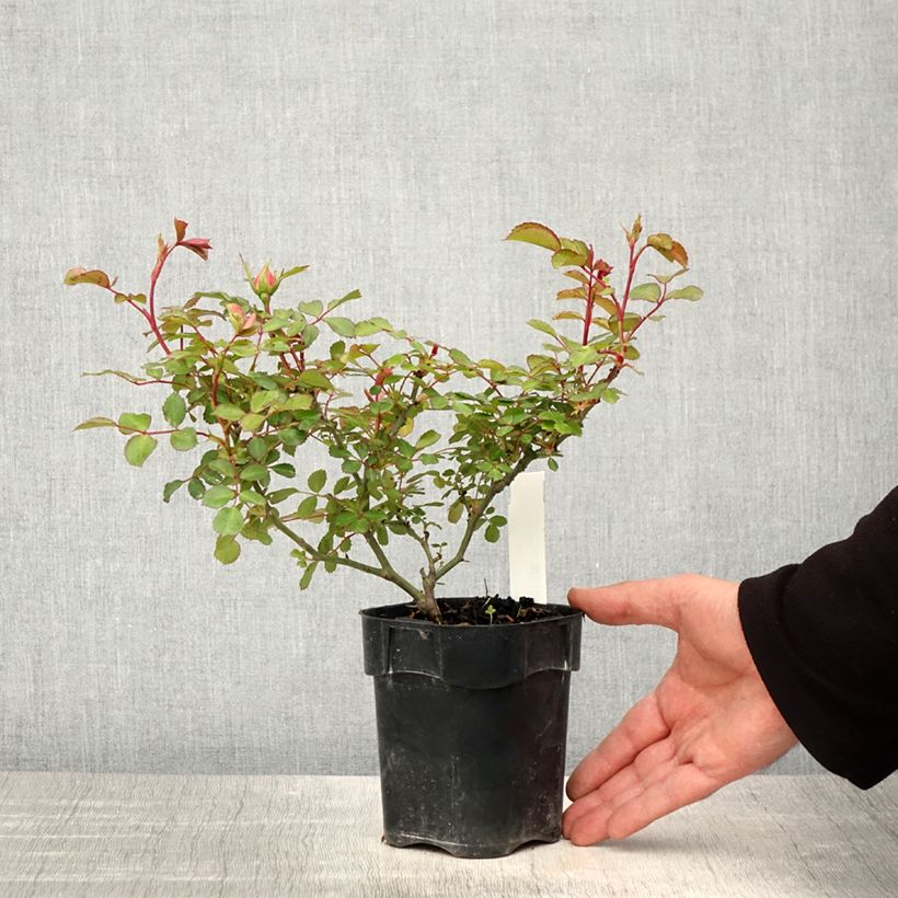 Example of Rosier arbustif Bonica Pot de 10 cm/11cm, Issu de bouture as you get in printemps