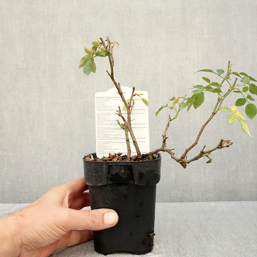 Spécimen de Rosier arbustif Bonica Pot de 10 cm/11cm, Issu de bouture tel que livré en automne