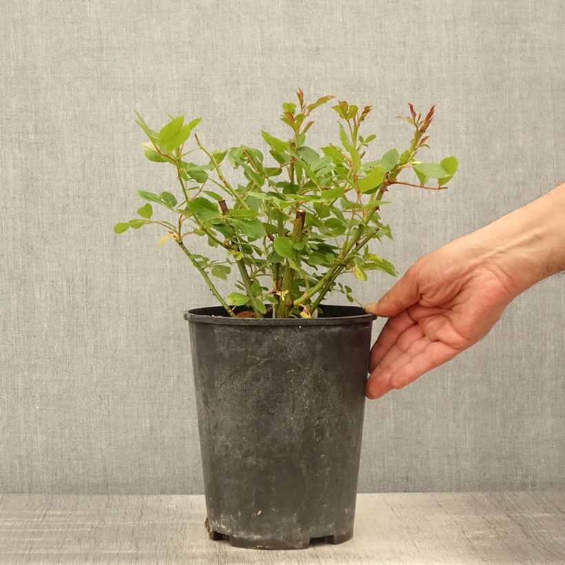 Spécimen de Rosier arbustif Bukavu Pot de 4L/5L tel que livré au printemps
