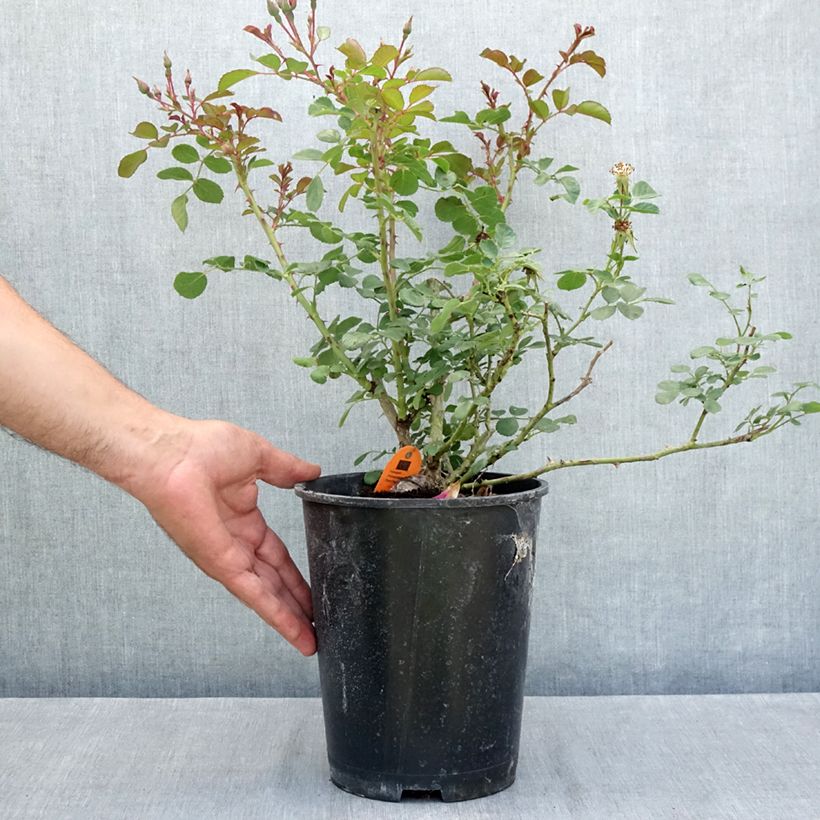 Spécimen de Rosier arbustif Candia Meillandecor Pot de 4L/5L tel que livré en été