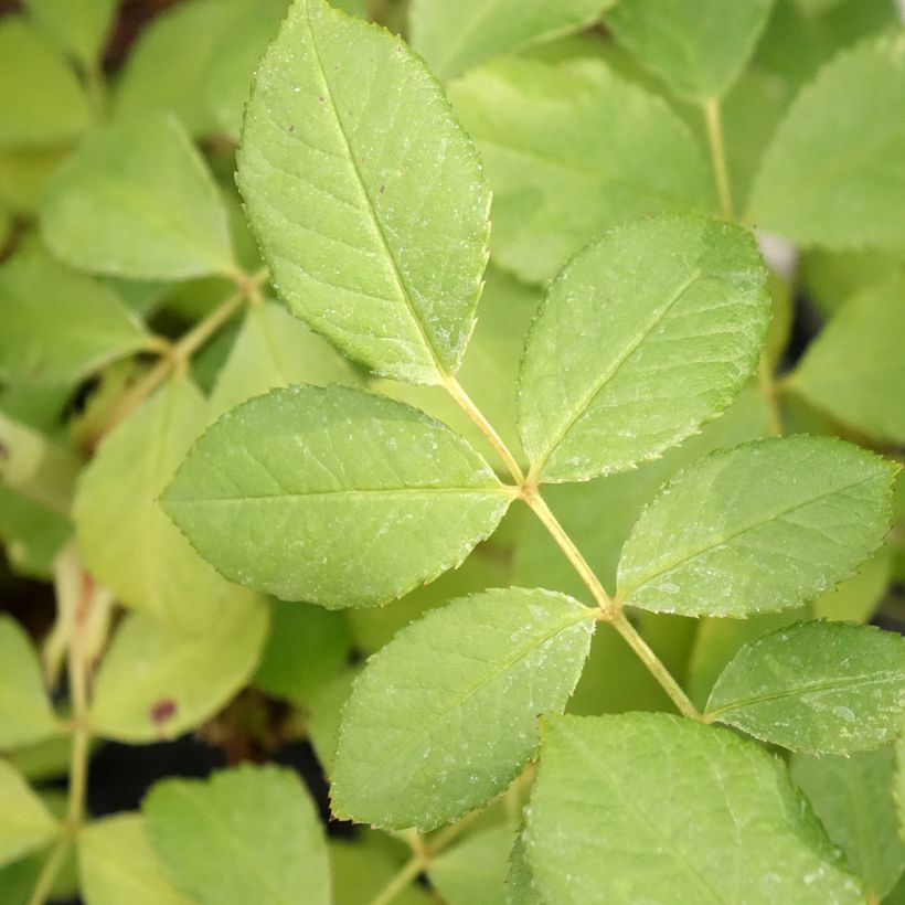 Rosier arbustif Chateau de Munsbach (Feuillage)
