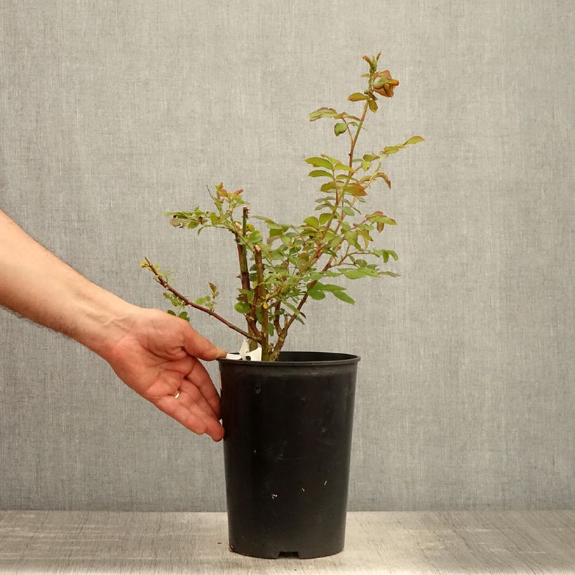 Spécimen de Rosier arbustif Chateau de Munsbach Pot de 4L/5L tel que livré au printemps