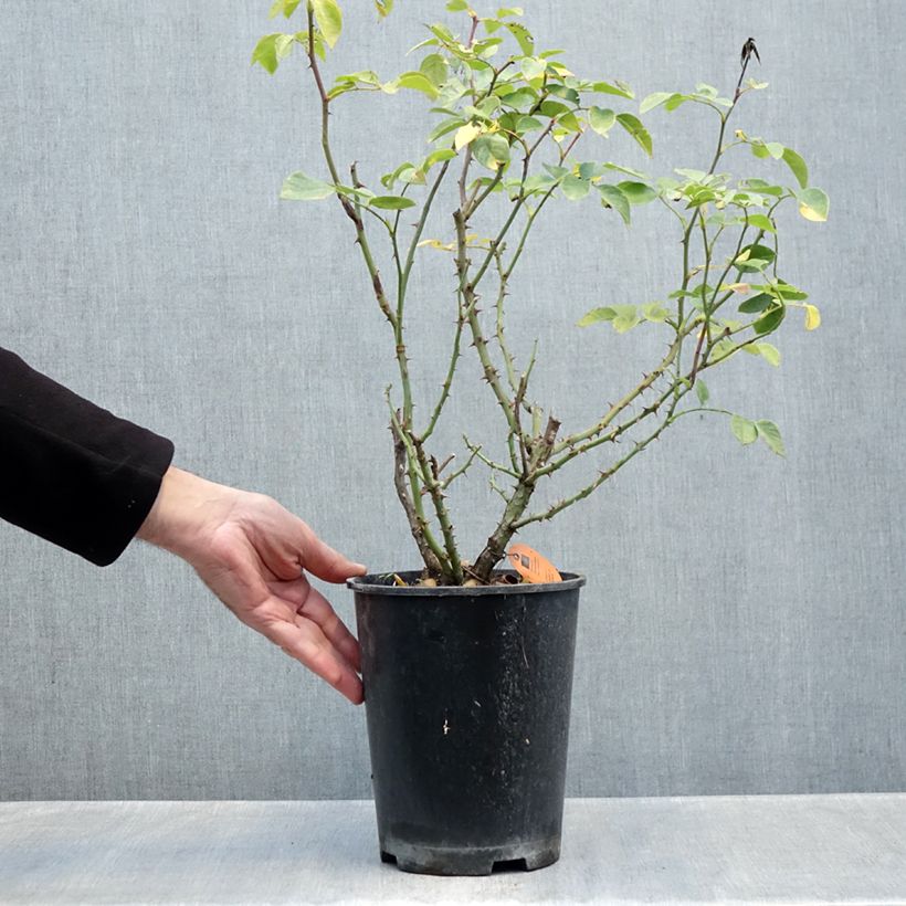 Spécimen de Rosier arbustif Deborah Meillandecor Pot de 4L/5L tel que livré en automne