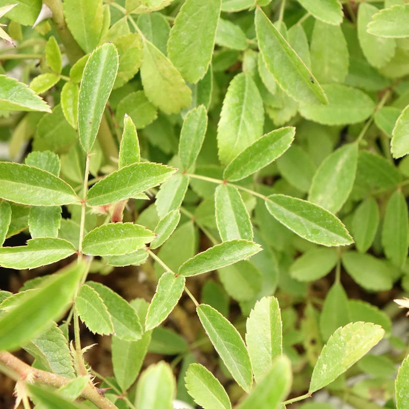 Rosier arbustif Diamant Rose (Feuillage)
