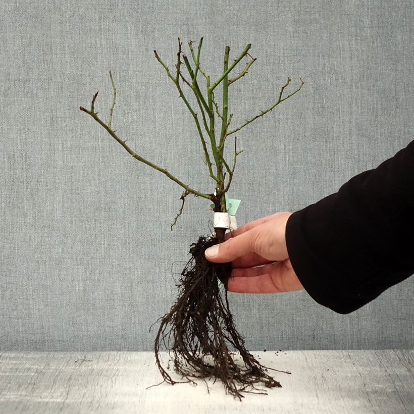 Example of Rosier arbustif Douceur Normande Racines nues as you get in hiver