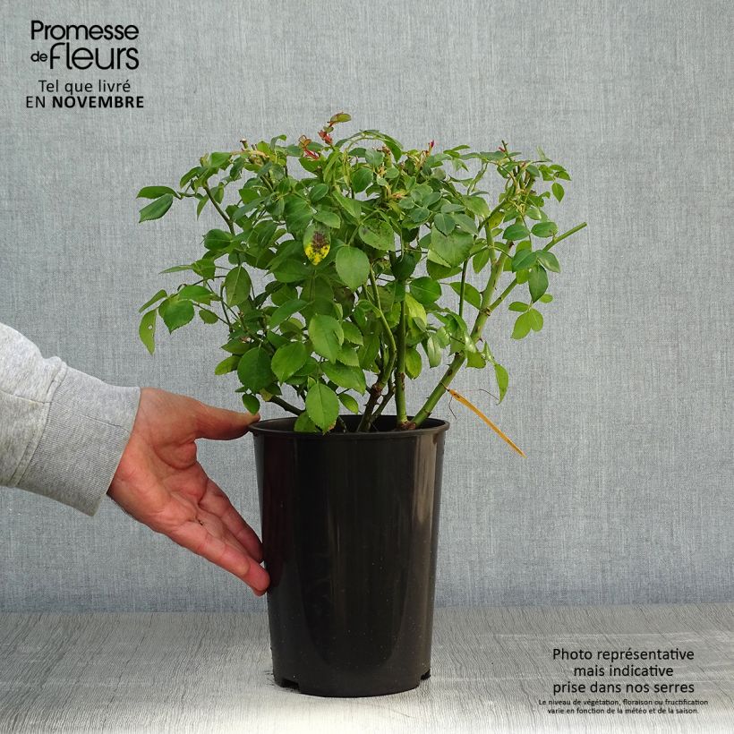 Spécimen de Rosier arbustif Escimo Pot de 3L/4L tel que livré en automne