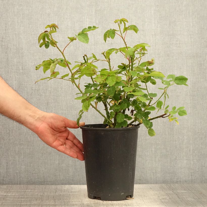 Spécimen de Rosier arbustif Etoile Pourpre Pot de 4L/5L tel que livré au printemps