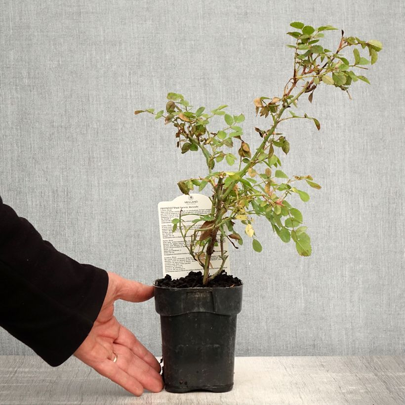 Spécimen de Rosier arbustif Friendly Pink Meissalu Pot de 10 cm/11cm, Issu de bouture tel que livré au printemps