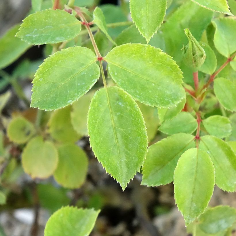 Rosier arbustif Friendly Pink Meissalu (Feuillage)