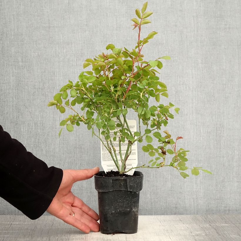 Spécimen de Rosier arbustif Friendly Purple Meicosme Pot de 10 cm/11cm, Issu de bouture tel que livré au printemps