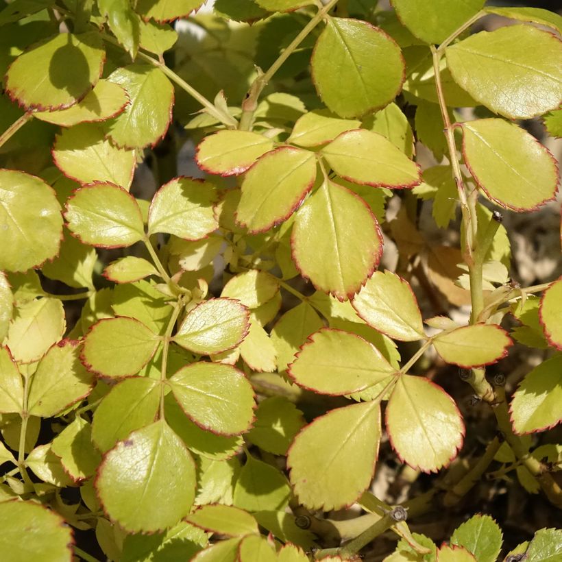 Rosier arbustif Friendly Purple Meicosme (Feuillage)