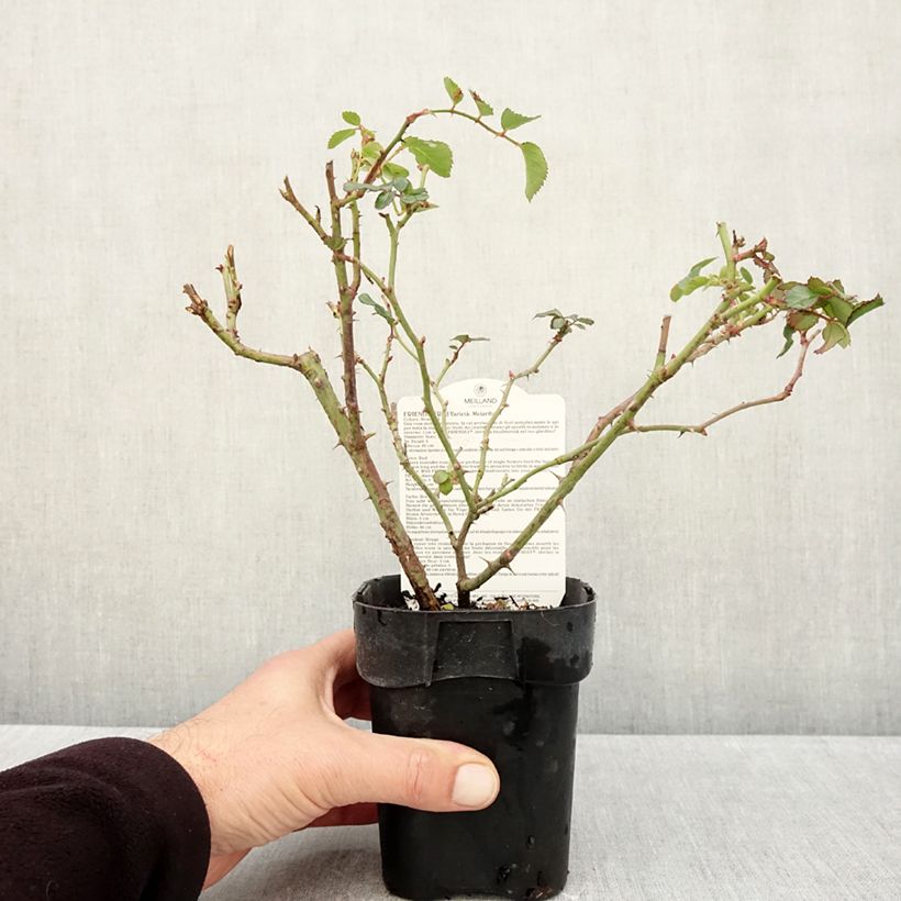 Spécimen de Rosier arbustif Friendly Red Meiariba Pot de 10 cm/11cm, Issu de bouture tel que livré en automne