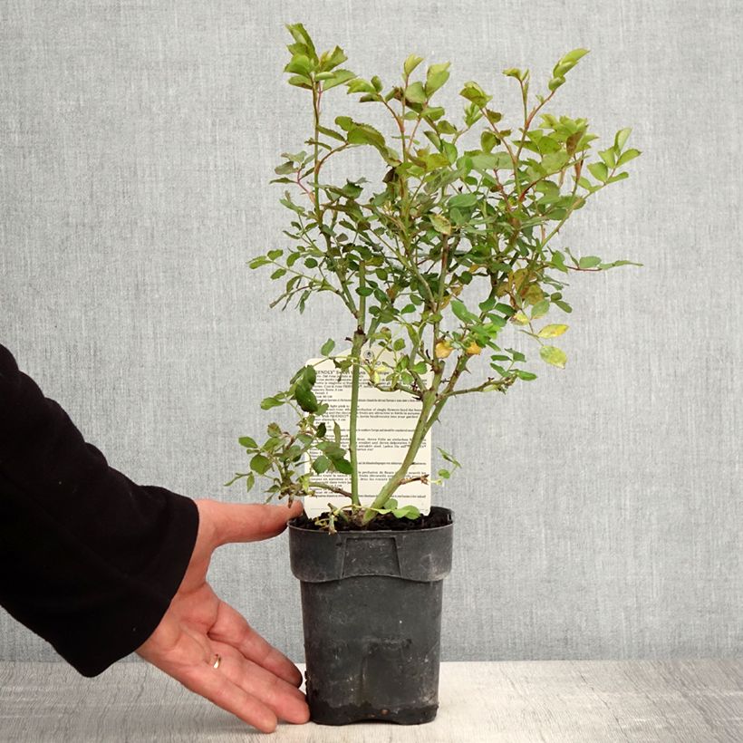 Spécimen de Rosier arbustif Friendly Sweet Meinatope Pot de 10 cm/11cm, Issu de bouture tel que livré au printemps