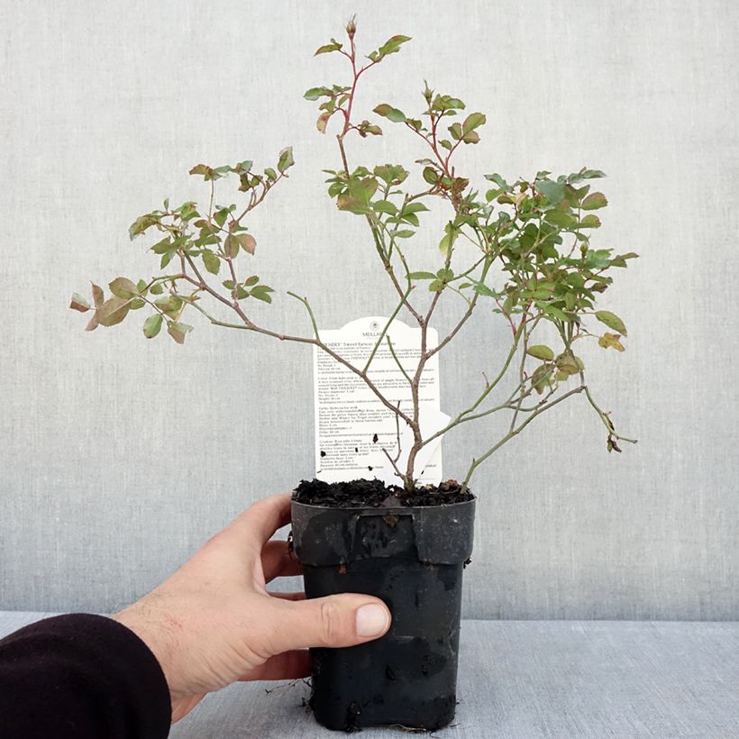 Spécimen de Rosier arbustif Friendly Sweet Meinatope Pot de 10 cm/11cm, Issu de bouture tel que livré en automne