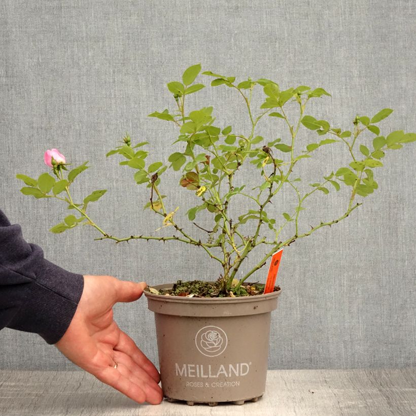 Spécimen de Rosier arbustif Friendly Sweet Meinatope Pot de 2L/3L tel que livré au printemps