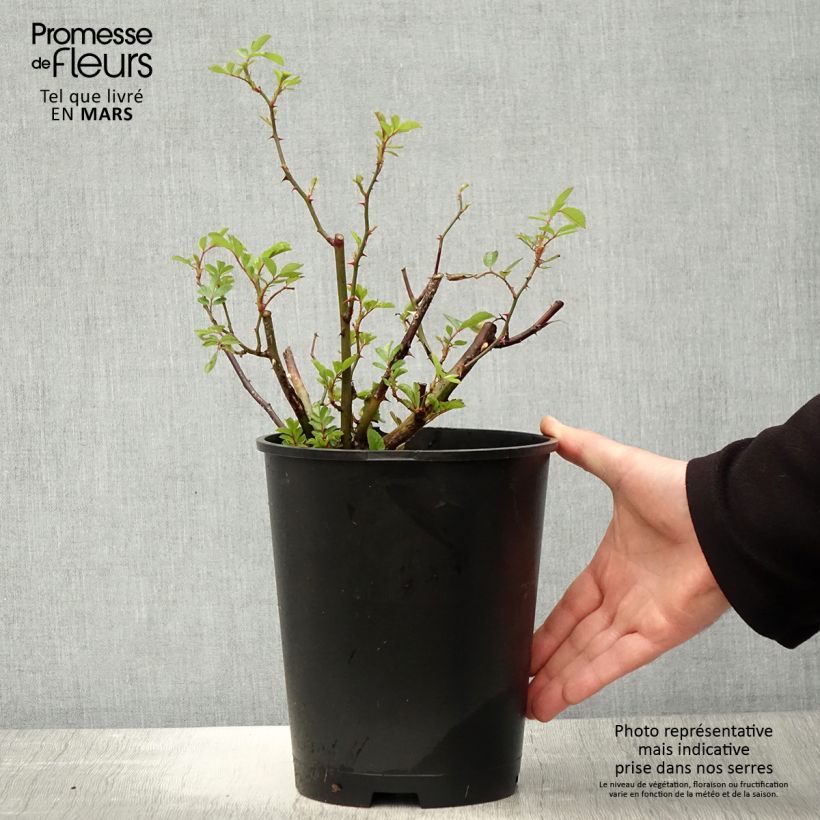 Example of Rosier arbustif Gaard um Titzebierg Pot de 4L/5L as you get in printemps