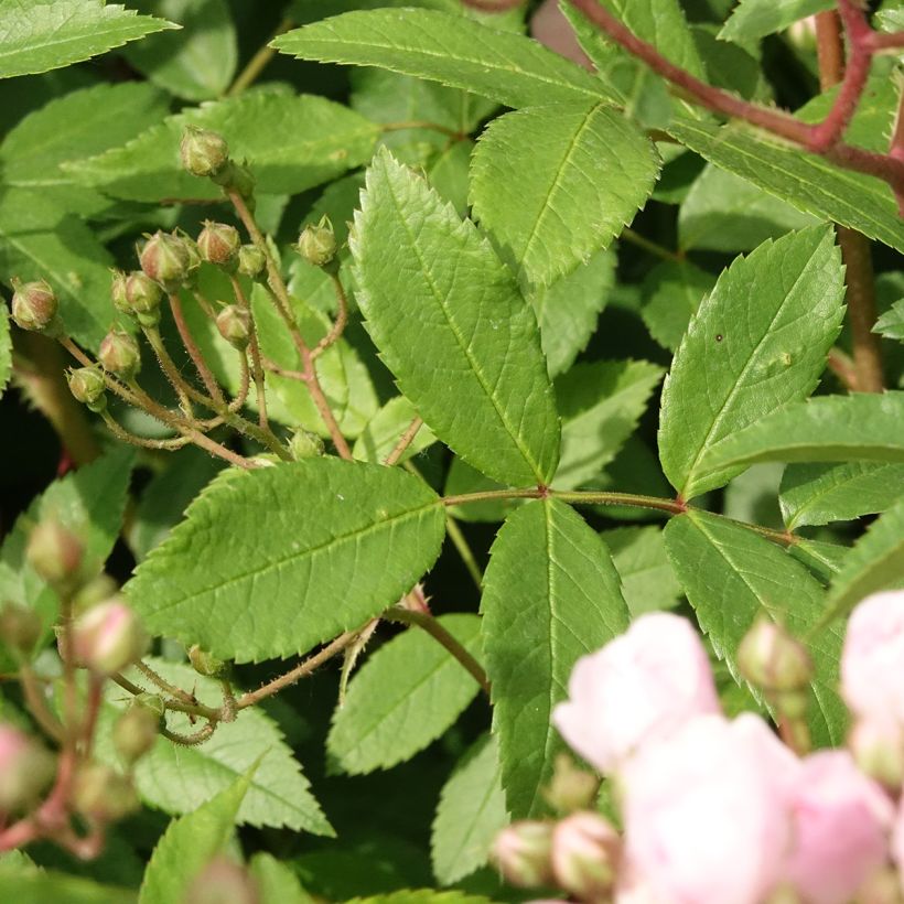 Rosier arbustif Heavenly Pink (Feuillage)