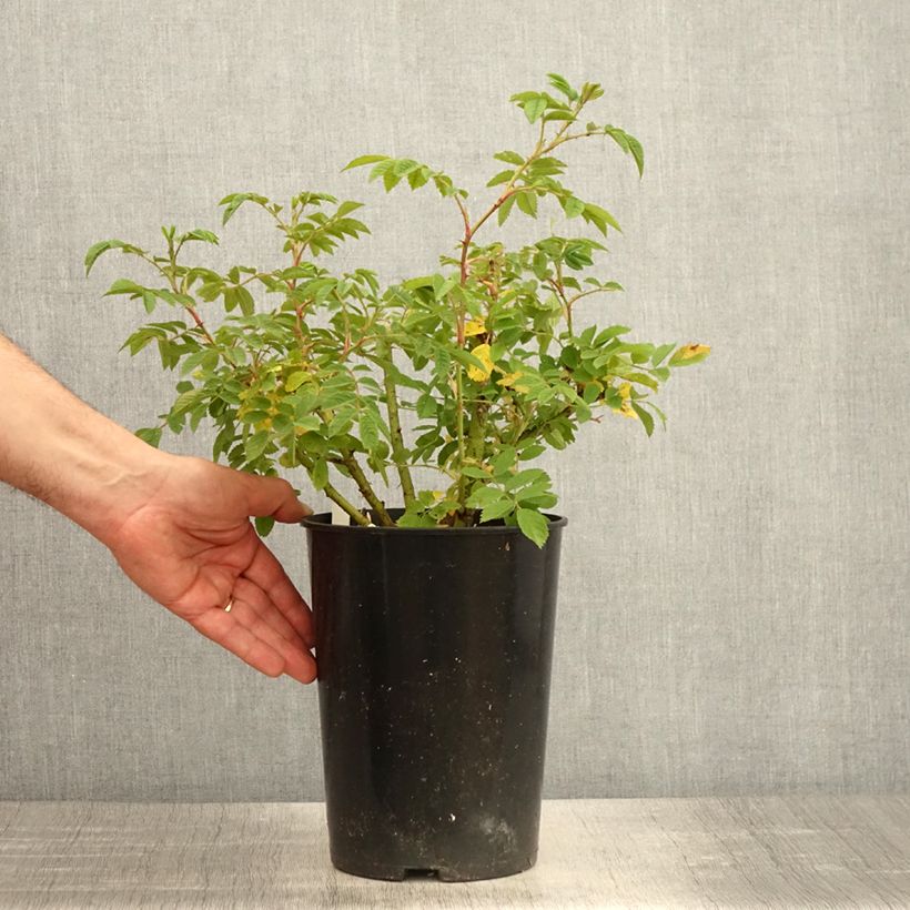 Example of Rosier arbustif Jean de Bruges Pot de 4L/5L as you get in printemps
