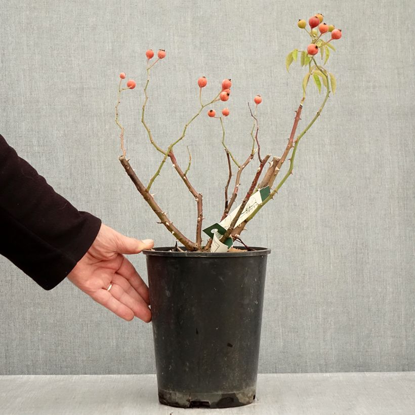 Spécimen de Rosier arbustif Kathleen Pot de 4L/5L tel que livré en automne