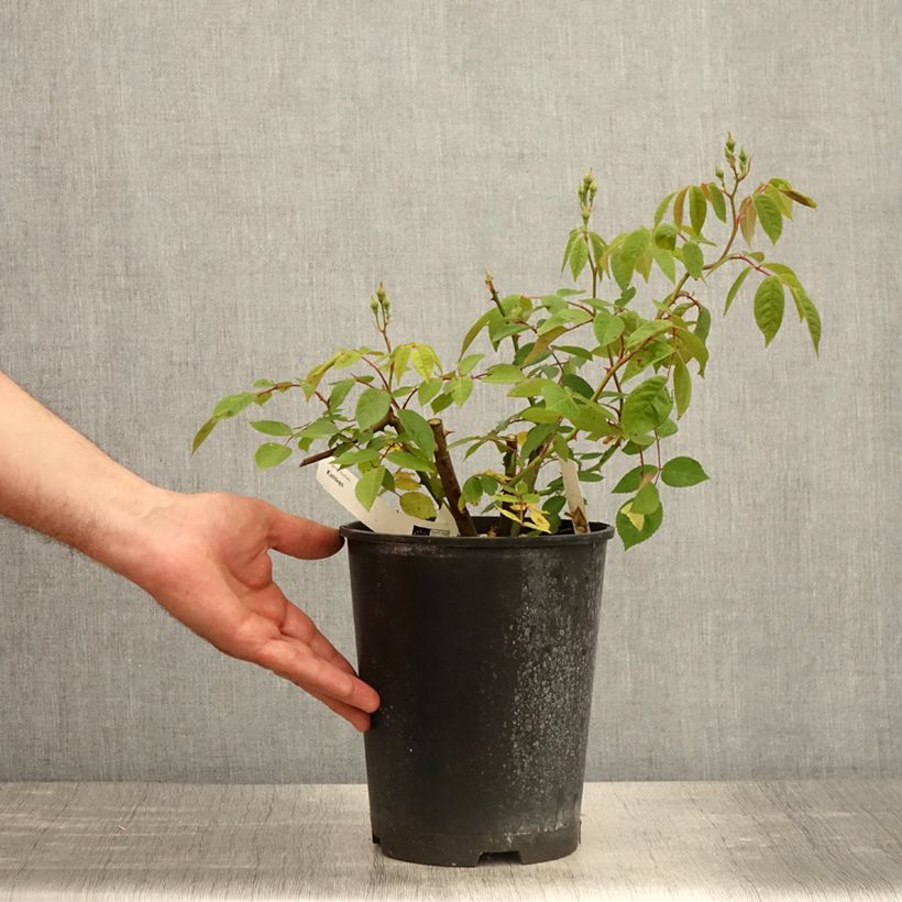 Example of Rosier arbustif Kathleen Pot de 4L/5L as you get in printemps