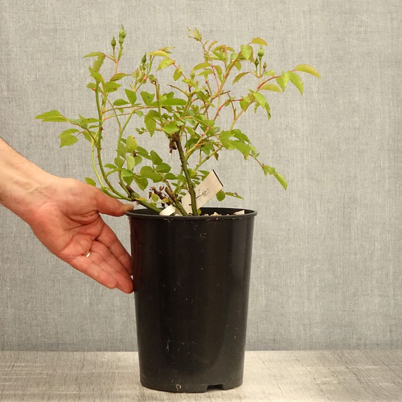 Spécimen de Rosier arbustif La Feuillerie Pot de 4L/5L tel que livré au printemps