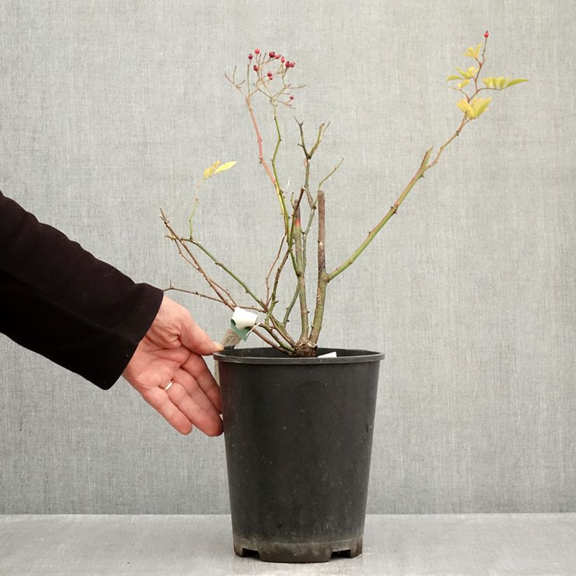 Spécimen de Rosier arbustif Magie d'orient Pot de 4L/5L tel que livré en automne