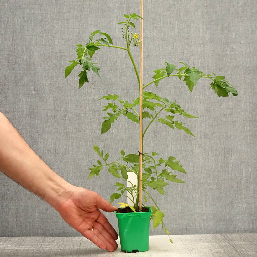 Example of Rosier arbustif Magie d'orient Pot de 4L/5L as you get in printemps