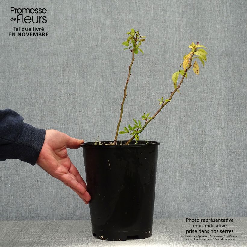Spécimen de Rosier arbustif Matchball Pot de 4L/5L tel que livré en automne