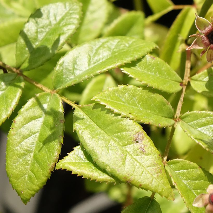 Rosier arbustif Matchball (Feuillage)